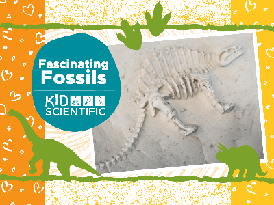 Fascinating Fossils Workshop (4-9 Years)